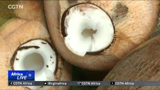 Coconut processors push for more gov't support as demand grows