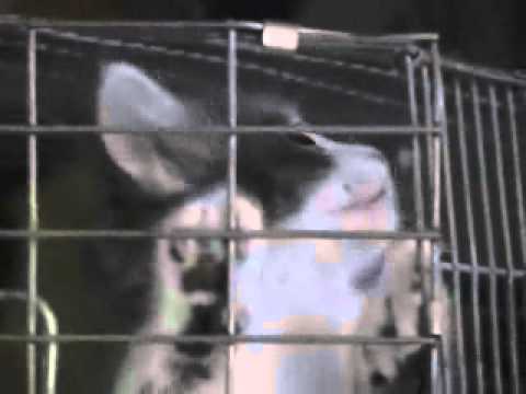 CUTE kitten in CAGE