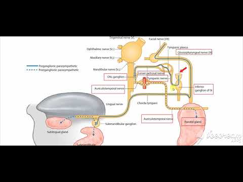 Parotid gland nerve supply 3