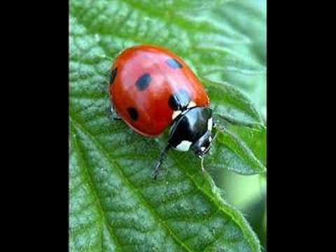 Mathou / you never walk alone / aus Freunde für´s Leben ZDF