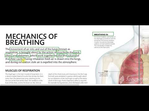 Mechanics of breathing 2