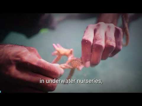 Rebuilding reefs and livelihoods in PNG