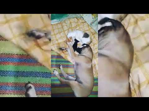 #Cat and #Dog playing with each other || Real bestfriend #cuddle time with their kitten 😸