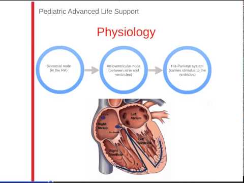 4. PALS: Normal Heart Anatomy & Physiology