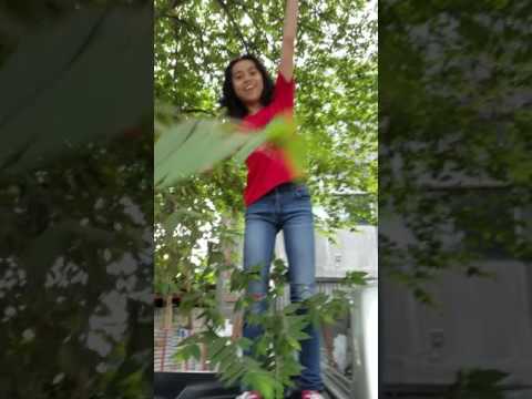 Asia and mckayla and Glenys Ann picking mansanitas fruit May 31,2017