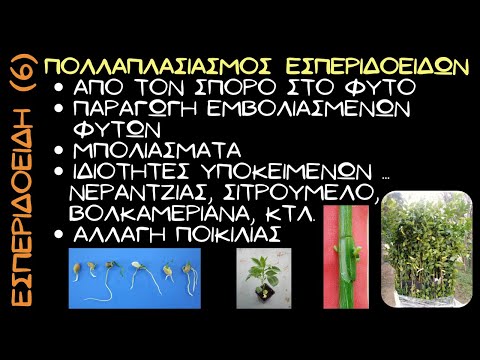 , title : 'Εσπεριδοειδή (6): Πολλαπλασιασμός φυτών, μπολιάσματα (εμβολιασμοί) και χαρακτηριστικά υποκειμένων'