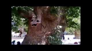 preview picture of video 'Snake head style natural made in tree with long history Bavant Iran'