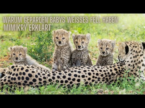Warum Gepardenbabys Weißes Fell haben/Mimikry in unter 2 Minuten erklärt