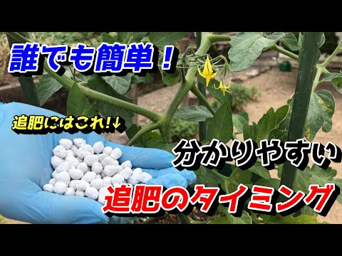 トマトのマルチング：どれが一番いいの？マルチングはいつ、どのように行うのですか？  庭園