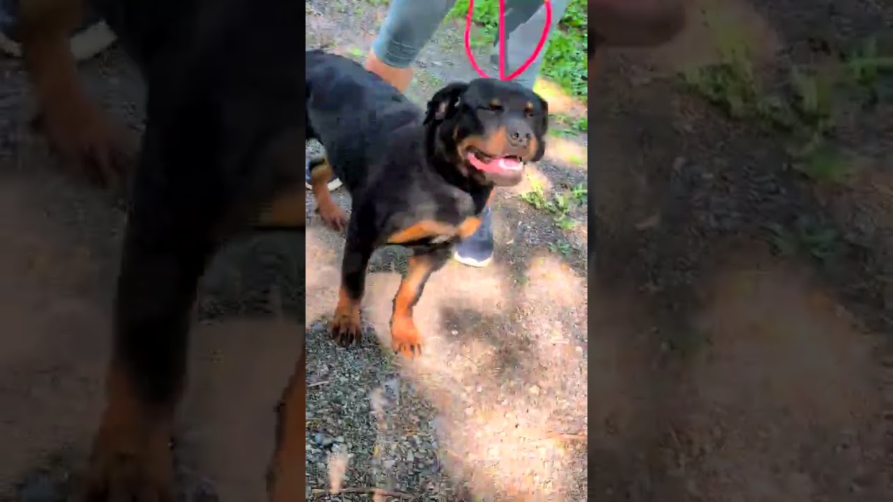 Diamond, an adopted Rottweiler in Perkasie, PA video 5/5