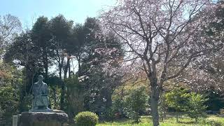 【下関市】覚苑寺の桜