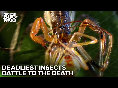Can a Spider PENETRATE a Scorpion's Armor? | Monster Bug Wars