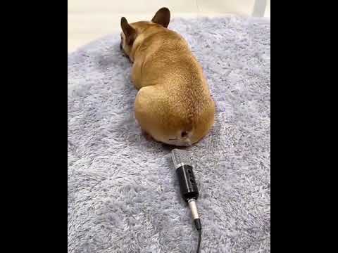 Peidou no microfone 😂