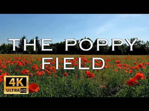 4K The Poppy Field  - Relaxing Nature Sounds