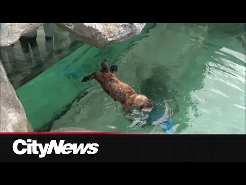 溫哥華水族館迎來海獺幼崽 (Vancouver Aquarium welcomes sea otter pups)
