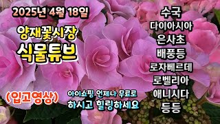 양재꽃시장 식물튜브 25년 4월 18일 입고식물들 시청 하시면서 힐링타임 되세요~   #양재꽃시장 #식물튜브…