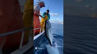 Download lagu 🦈 SHARK ATTACK! Great White LUNGES for GIANT TUNA! 😱 mp3