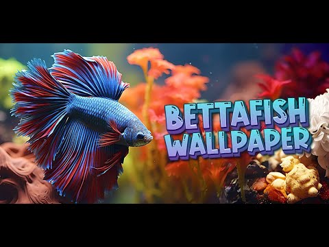 betta fish wallpaper