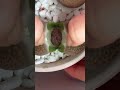 Lithops Care: Helping Your Succulent Split