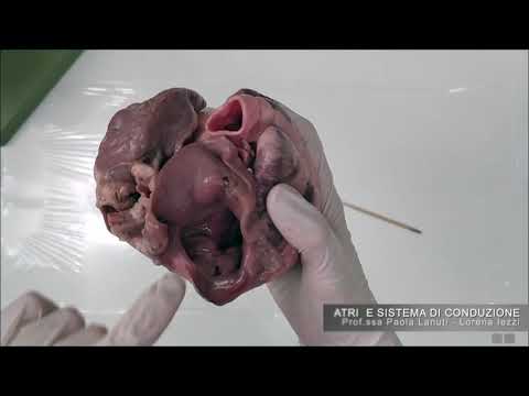 VIDEOCORSO ANATOMIA UMANA CUORE I
