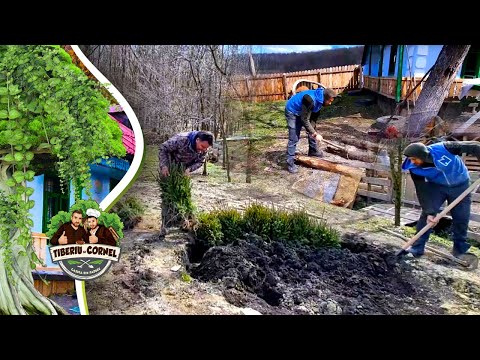 Am primit de la Domnul Turcea 500 de puieți de brad pentru casuta din padure! Partea 1