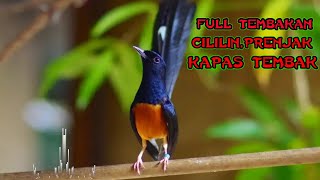 Download lagu Masteran murai isian cililin,prenjak,kapas tembak mp3