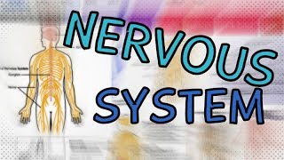 The Nervous System EXPLAINED IN 4 MINUTES - CENTRAL VS PERIPHERAL | SOMATIC VS AUTONOMIC