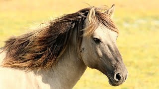 Joan Baez - All The Pretty Little Horses  [HD]