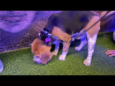 Vlog | Happy Choti Diwali, Tired 🥱 | Akvlog 4✨