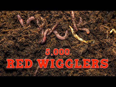 Fascinating Composting Experiment: 5000 Red Wiggler Worms