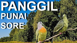 Download lagu panggil punai sore, silahkan gunakan bos, ampuh bos mp3 Download lagu panggil punai sore, silahkan gunakan bos, ampuh bos mp3