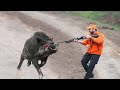 Top 100 incredible wild boar shooting, top 100 wild boar hunting
