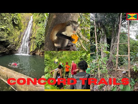 A Beautiful, Spicy Hash in Grenada's Forest | Waterfalls Cloves Mona Monkeys | Concord,  St. John