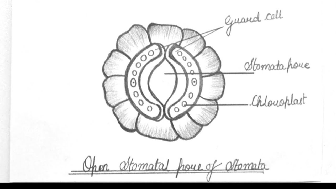 How To Draw Stomata || Stomata Diagram || Draw A Neat Labeled Diagram Of Stomata