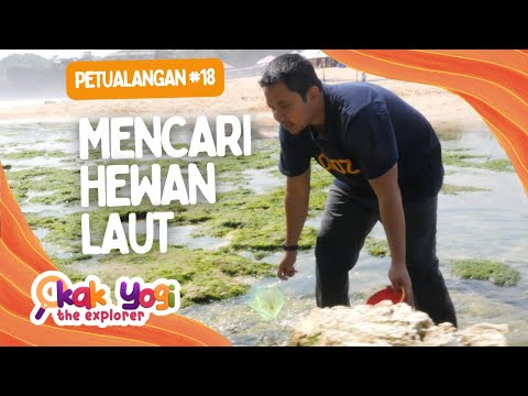 Kak Yogi The Explorer #18: Mencari Hewan