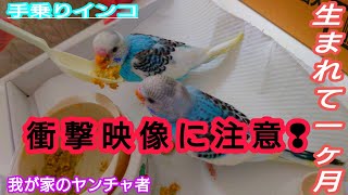 【衝撃ハプニング】2023年4月15日㈯生後一ヶ月のモカちゃん初飛行？！