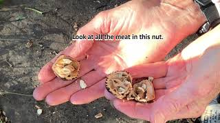 BLACK WALNUTS - part 6- best way to crack open a walnut