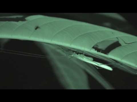 Gady-Gady: Santubong 8