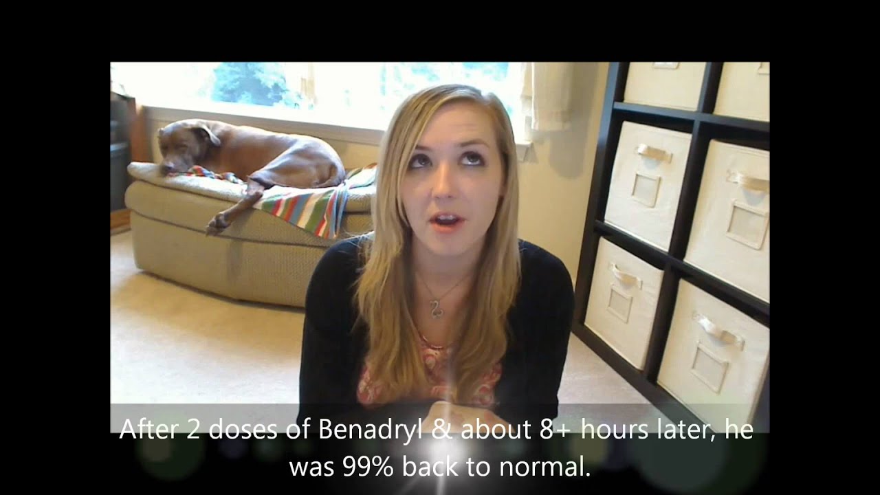 Dog Insect Bite, Allergic Reaction (Bee sting or fire ants)