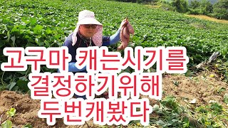 [고구마재배방법] 고구마 캐는시기 수확시기 결정