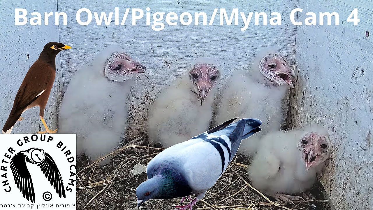 Live webcam view of Cámara de Caja Nido de Aves