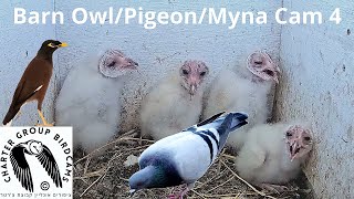 Other Israel locations · Animal camera live stream