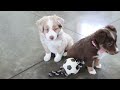 Australian Shepherd dogs for sale: Jackie - Video 1