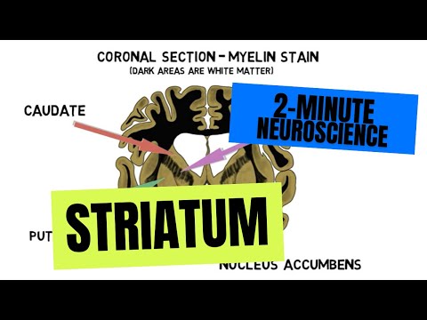 2-Minute Neuroscience: Striatum
