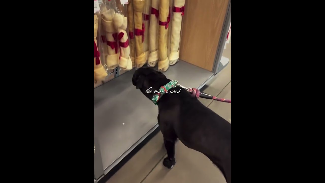 Enlarge Midnight, a Adoptable Labrador Retriever in Clovis, NM video 5/5
