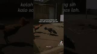 Download lagu story WA adu ayam mp3