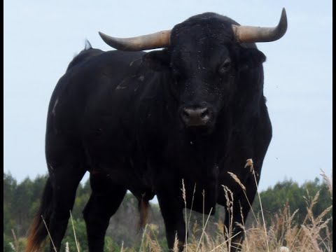 BETO PEREIRA - Hurricane Bull