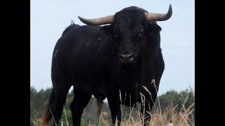 BETO PEREIRA - Furacão, o touro assassino