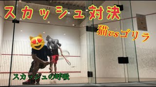 スカッシュ対決　あい♡にゃんvsゴリラ