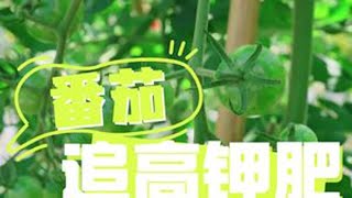 番茄结果后该怎么追肥？ #番茄 #种植小技巧 #关注我一起学种菜 #自己种的纯天然的绿色蔬菜 #我的小菜园